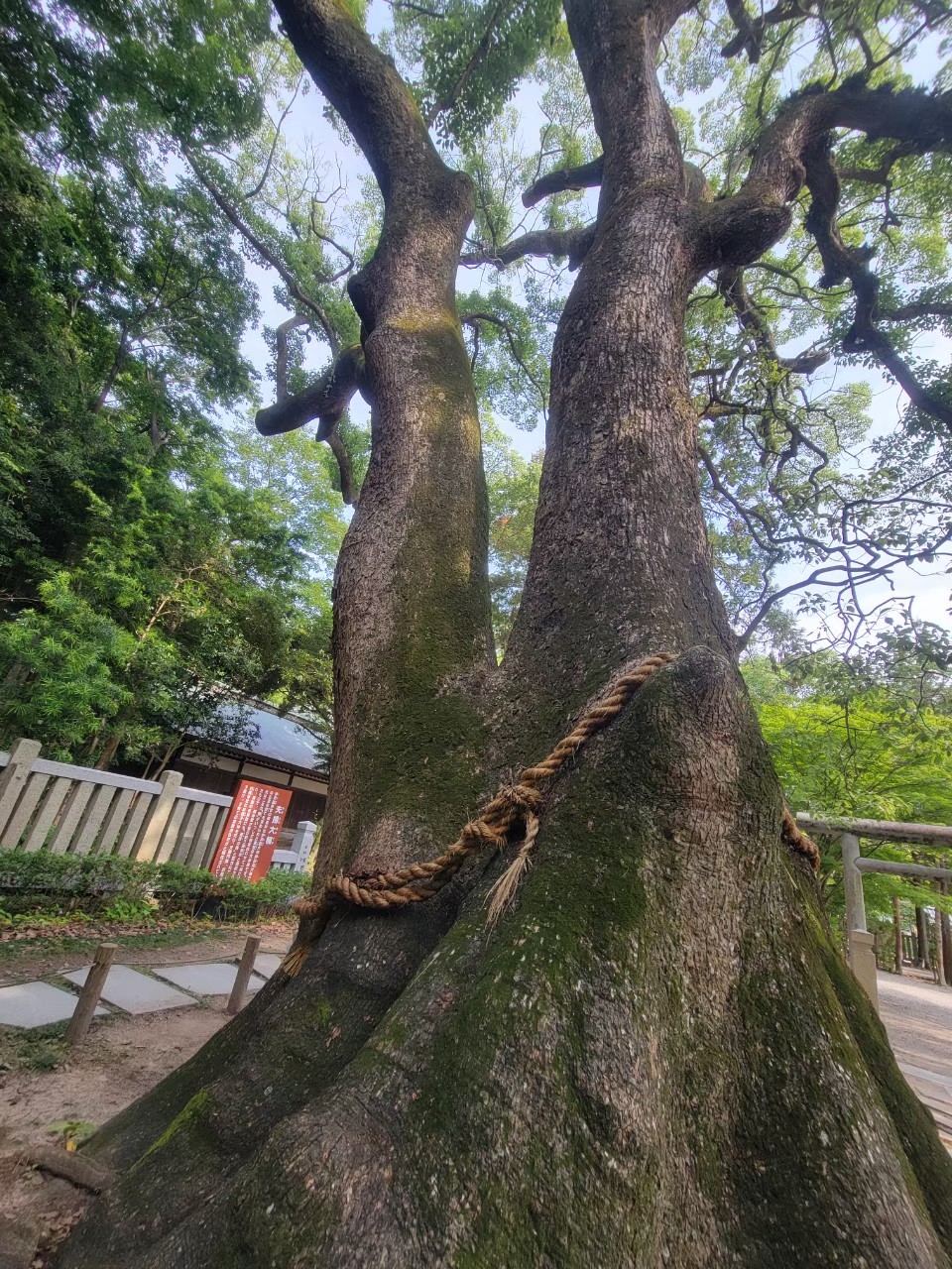 夫婦大楠