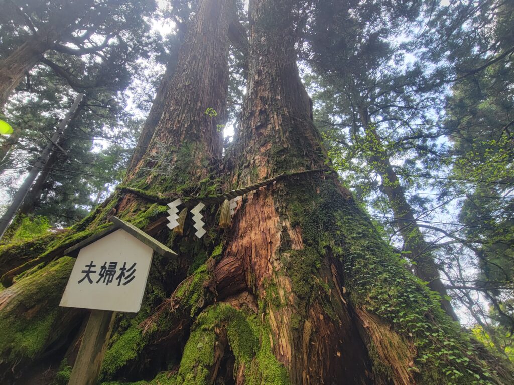 夫婦杉(看板)