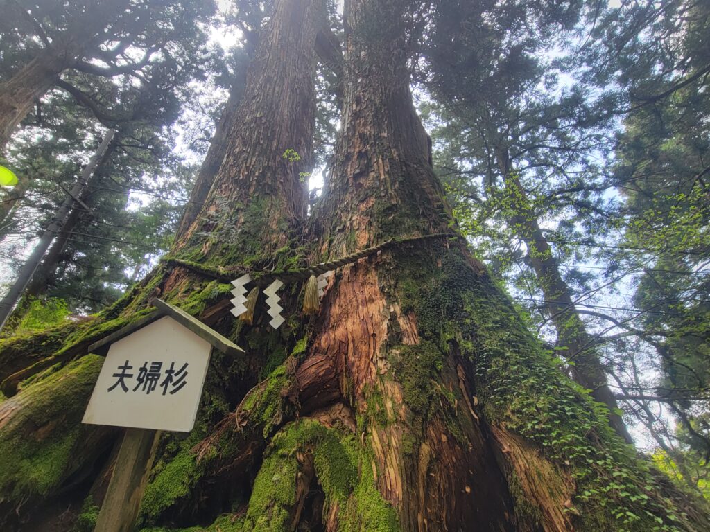 夫婦杉（看板）